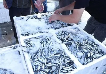 Marmara'da hamsi bereketi! Yüzde 80'i aştı