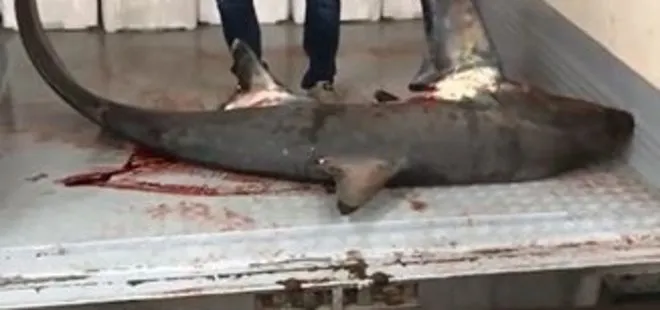 Marmara’da 4 metre uzunluğunda köpek balığı yakalandı