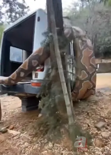 Bu görüntüler dehşete düşürdü! Dev anakonda arabayı sardı 16