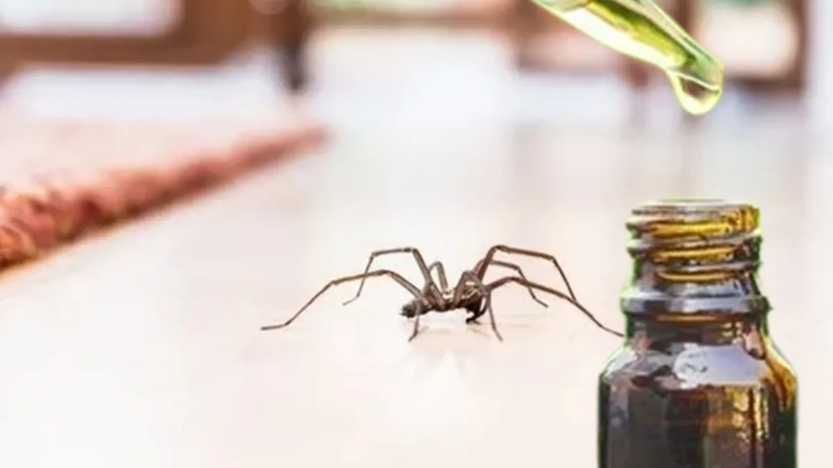 Örümceklerin kökünü kazıyor! 1-2 damla damlatın tamamen kurtulun...