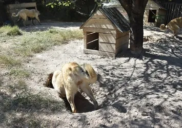 Kangallar serinlemek için 'çukur' kazıyor