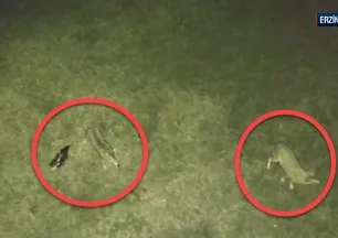 Kurtlar sürüdeki keçiyi kaçırdı! Avlarını yerken böyle görüntülendiler: İşte yaban hayatında güç savaşı