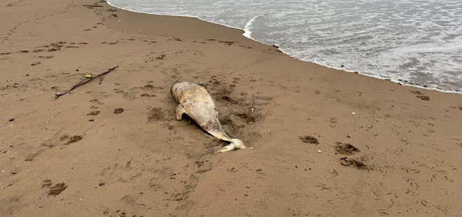 Bartın'da ölü yunus kıyıya vurdu! Vatandaşlar hemen ekiplere haber verdi