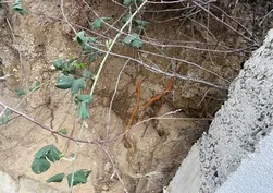 Site bahçesinde dehşet! Kanlı sır ortaya çıktı: Çocuklar korkudan dışarı çıkamıyor