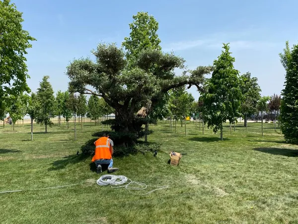 İstanbul’un fethinin coşkusu Atatürk Havalimanı Millet Bahçesi’nde yaşandı! İlk fidan Başkan Erdoğan’dan