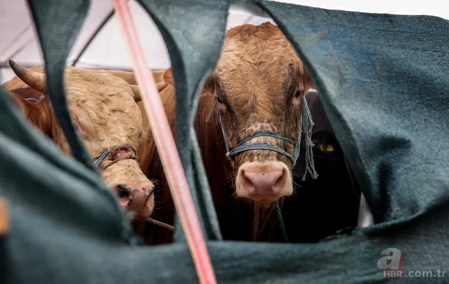 Kurban kesen kişinin yapması gerekenler nelerdir? Kurban kestikten sonra kılınan namaz kaç rekat? 23