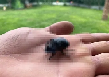 Manisa'da görüldü! Dünyanın en güçlüsü