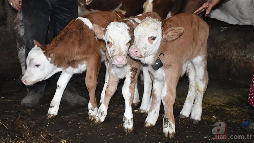 Buzağı destek ödemeleri ne zaman? 1. dönem Buzağı yardımı ne kadar, hangi tarihte yatacak? 3