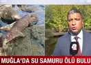 Muğla’da su samuru ölü bulundu