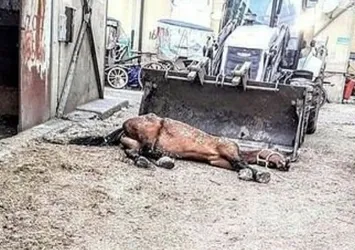 CHP'li İBB'deki at skandalında flaş gelişme! Kayıp atlara ne verildi?