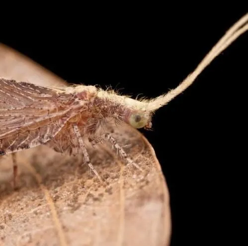 Dantel böcek tehlikesi büyüyor! 3 kente sıçradı - 3