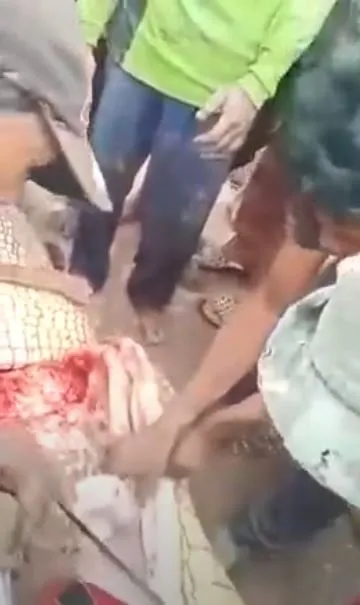 Timsahın karnından insan çıktı! Kan donduran anlar böyle görüntülendi...