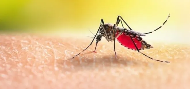 Koronavirüs sonrası yeni alarm! Belirtileri çok benzer! Sivrisinek yoluyla bulaşıyor... Türkiye’ye yaklaştı