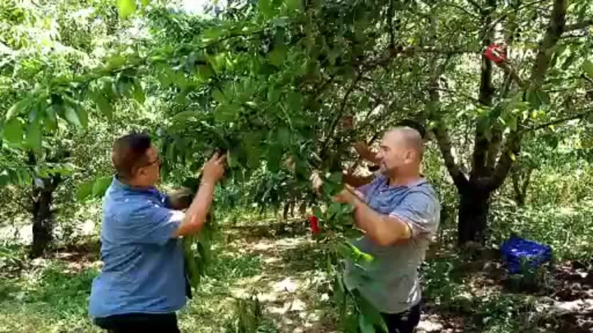 Bin 350 rakımda kiraz hasadı