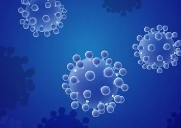 Hong Kong'da ilk kez bir kişide "Monkey B" virüsü tespit edildi