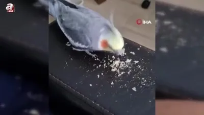 Kayıp papağanı ’Duman’ için yollara düştü