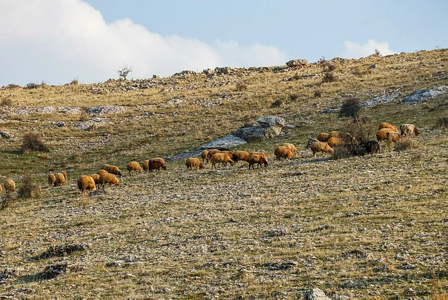 Mardin’de son 20 yılın en kurak dönemi! Hayvanların sütü azaldı ve ot bile bulunmuyor - 5