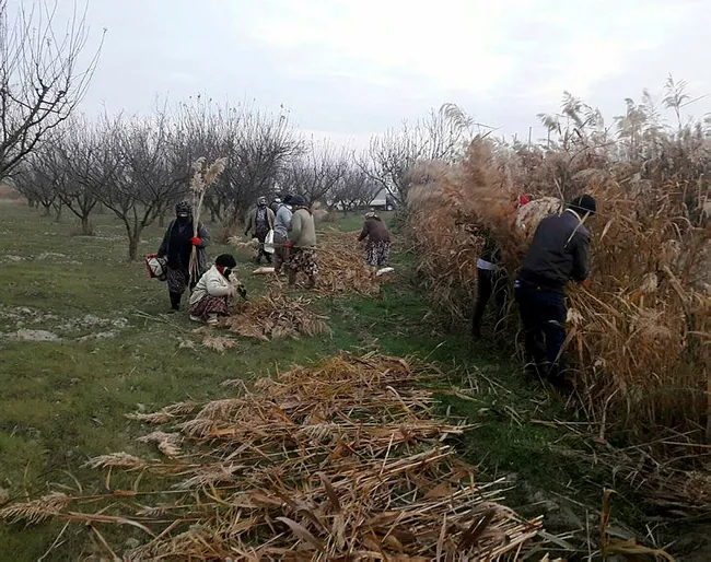 Manisa’da köylülerin topladığı ürünler 4 ülkeye peyzaj ürünü olarak ihraç ediliyor - 1