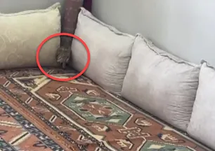 Sıcaktan bunalıp eve sığındı! Nesli tehlikede...