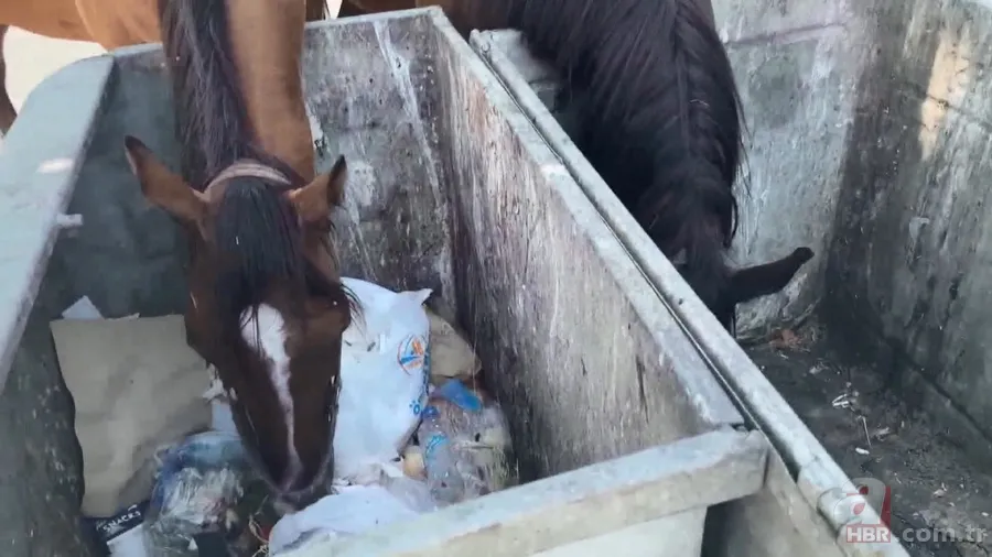 İstanbul'da şimdi de sahipsiz 'sokak atları' sorunu! Sürü halinde dolaşıp çöpleri karıştırıyorlar, trafiği birbirine katıyorlar 8