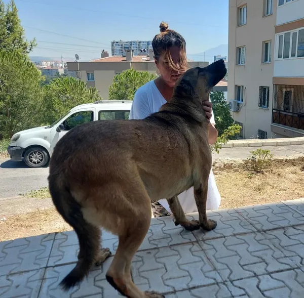 80-yasindaki-bekci-sokak-kopegine-eziyet-etti-ayaklarindan-baglayip-surukledi-1629271025257.jpg 80 yaşındaki bekçi sokak köpeğine eziyet etti! Ayaklarından bağlayıp sürükledi - 1