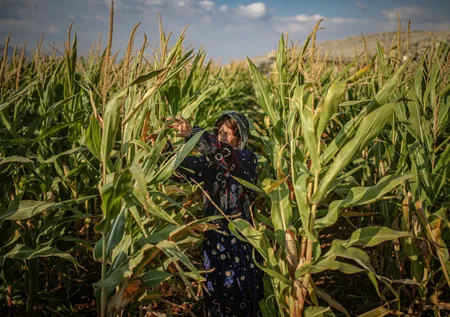 Çiftçilere müjdeli haber! Bu sene ödenecek tarımsal destekler belirlendi