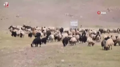 Göçerler yayladan inmeye başladı