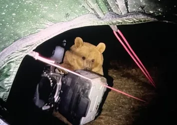 İngiliz turist gece kamp yaparken ayı saldırısına uğradı
