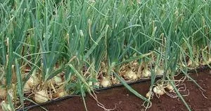 Bahçesine soğan ekerken tarihi eser buldu