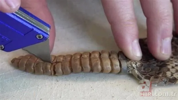 Otomobilde yılan paniği 22