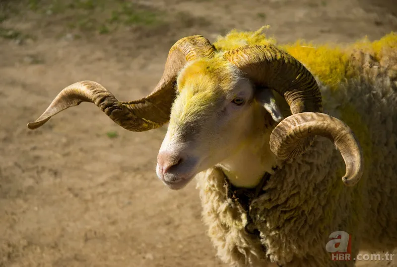 KURBANLIK FİYATLARI 2023 | Büyükbaş, Küçükbaş hisseleri 4.990 TL... 16-19 kg kemikli kemiksiz et kapıya teslim! A101, Migros, CarrefourSA... 1