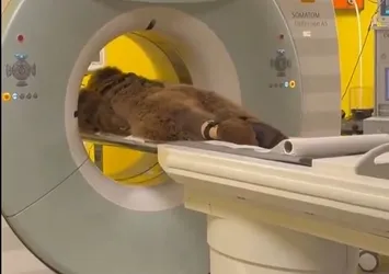 Okan isimli ayının MR'ı çekildi! Soğuk meyveler yüzünden rahatsızlandı