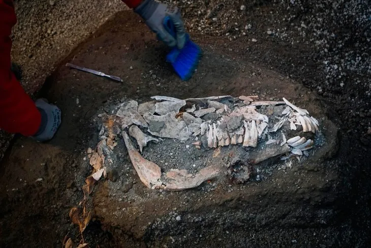 Pompeii Antik Kenti’nde taşlaşmış halde hayvan kalıntıları bulundu