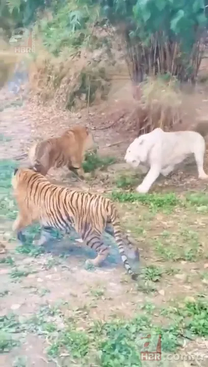 Beyaz aslan ve kaplanın karşılaşması nefesleri kesti! (Aslan Kaplan kavgası) 20