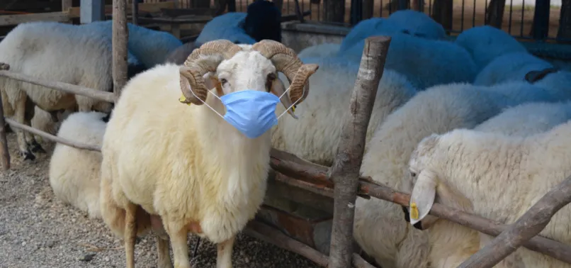 Aldığı kurbanlığa virüs bulaşmasın diye maske taktı