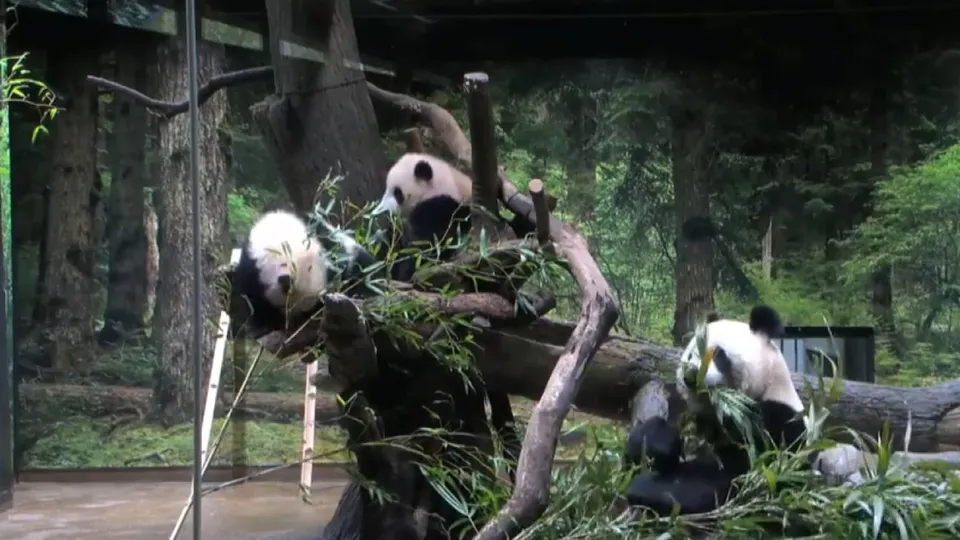 İkiz pandalar ilk kez görüntülendi