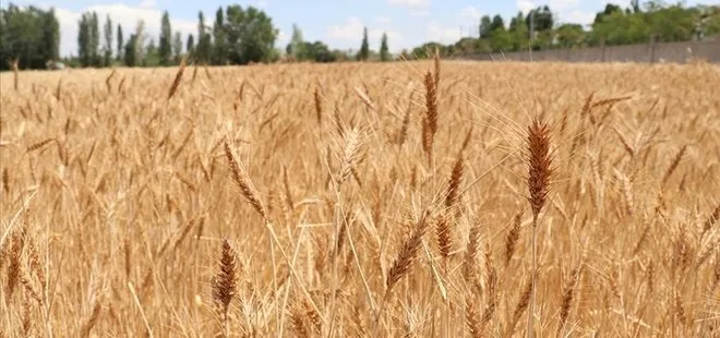 Arpa ve buğday alım fiyatları ne kadar, kaç TL oldu? Buğday alım fiyatları açıklandı mı 2022?