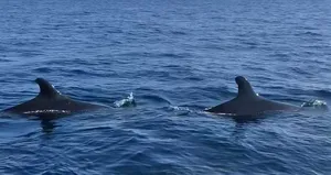 25 yıl sonra bir ilk! Gökçeada yakınlarında görüldü