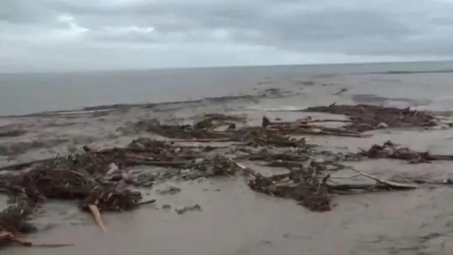 İnebolu’da sel sonrası deniz yüzeyi ağaçlarla kaplandı