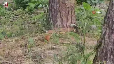 Sarıkamış’ta sevimli sincap kamerada