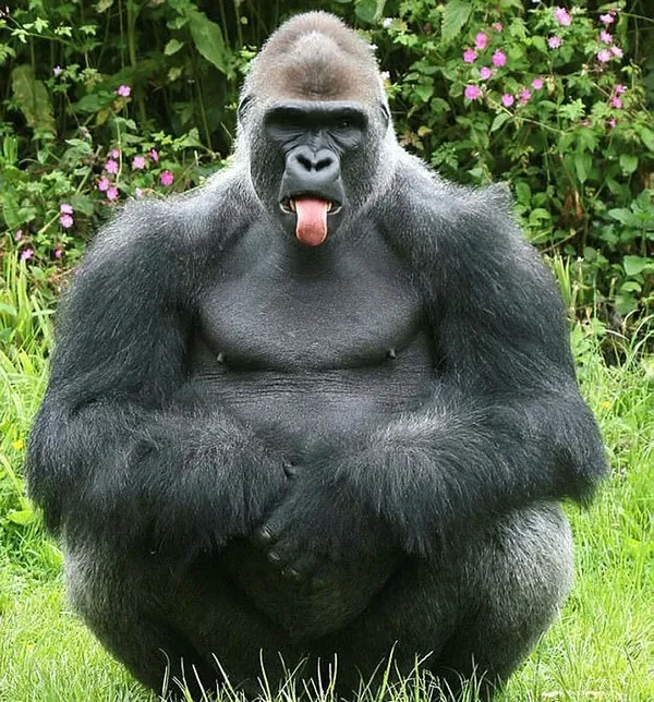 ABD’deki hayvanat bahçesinde 13 goril koronavirüse yakalandı: Antikorlarla tedavi uygulandı