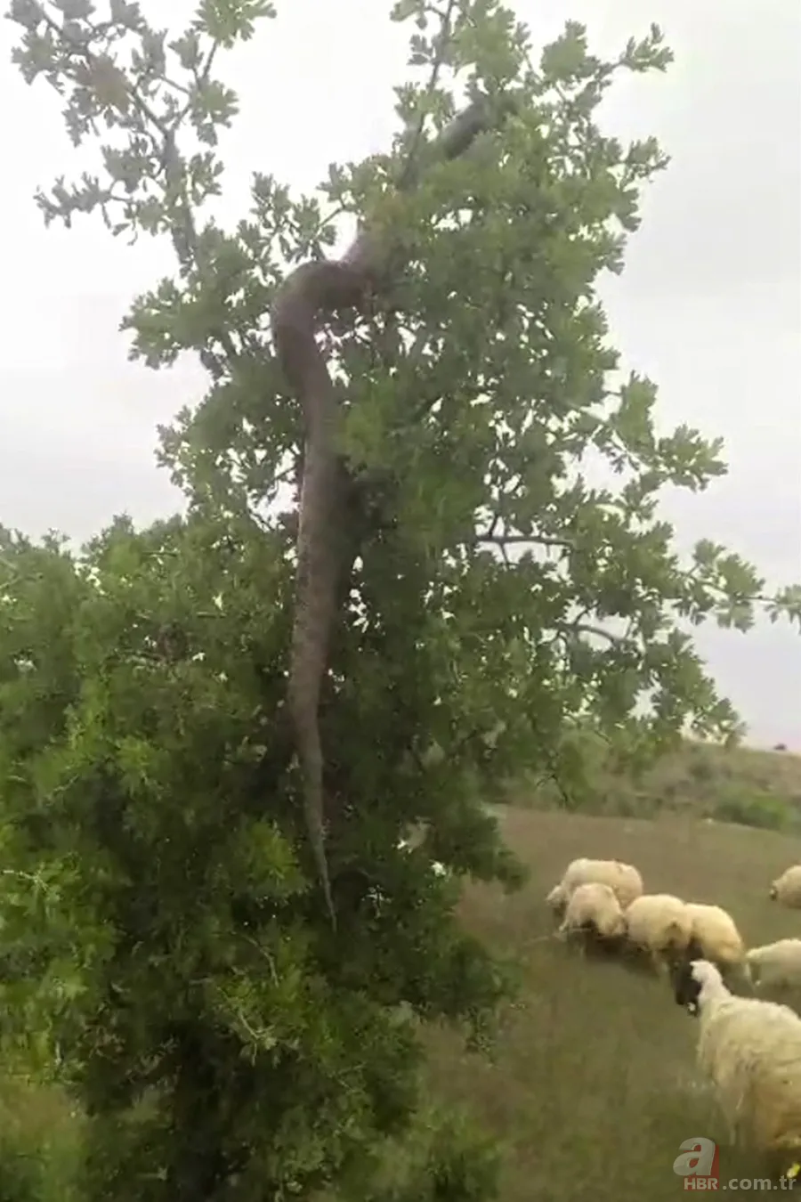 Koyunlar korkuyla kaçışmaya başladı! 2,5 metrelik dev yılan… 1