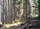 Yaban hayvanları fotokapanla görüntülendi