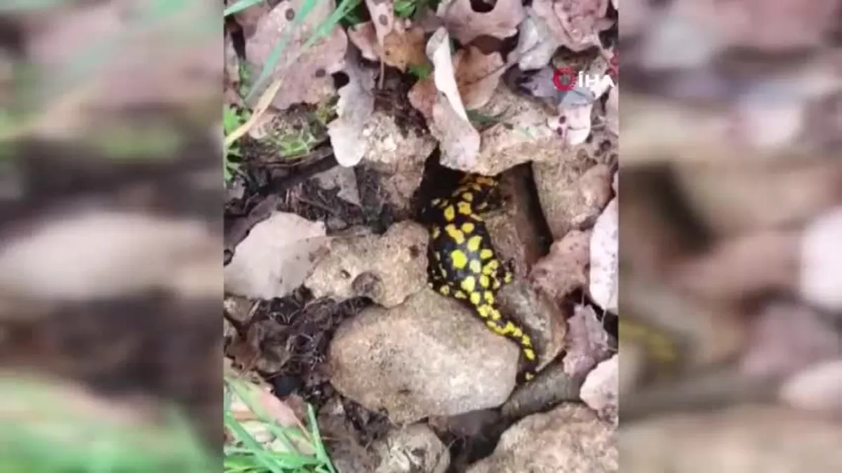 Batman'da 'Anadolu semenderi' görüntülendi