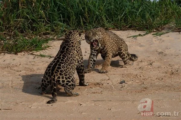 İki jaguar karşı karşıya geldi! Vahşi doğadan sosyal medyayı sallayan görüntü