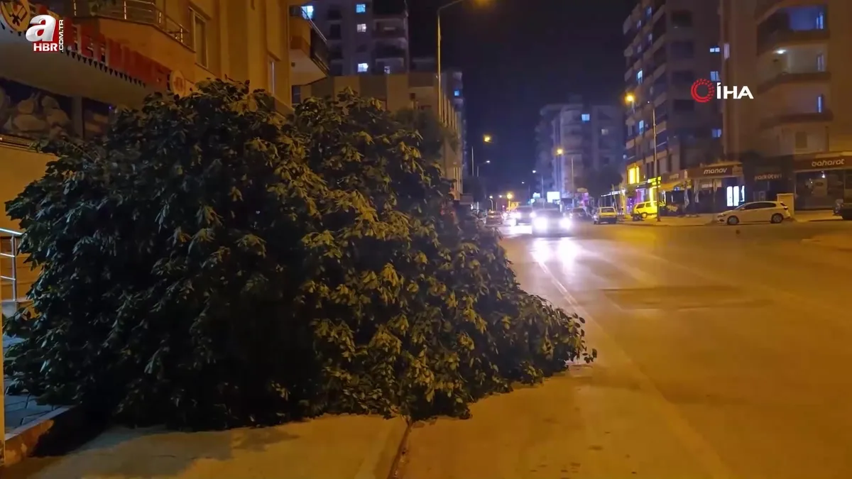Mersin’de şiddetli rüzgar ağaçları devirdi