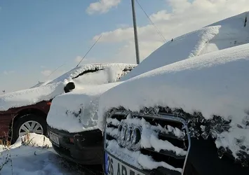 Piyasa değerleri milyonları buluyor! Çürümeye terk edildi