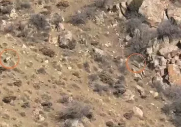 Köyde gezdiği sırada 2 kurtla karşılaştı