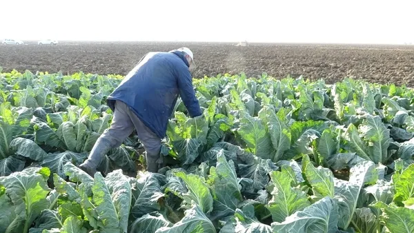 Koronavirüs nedeniyle fiyatı 5 kat arttı! Doğal şifa kaynağı - 6