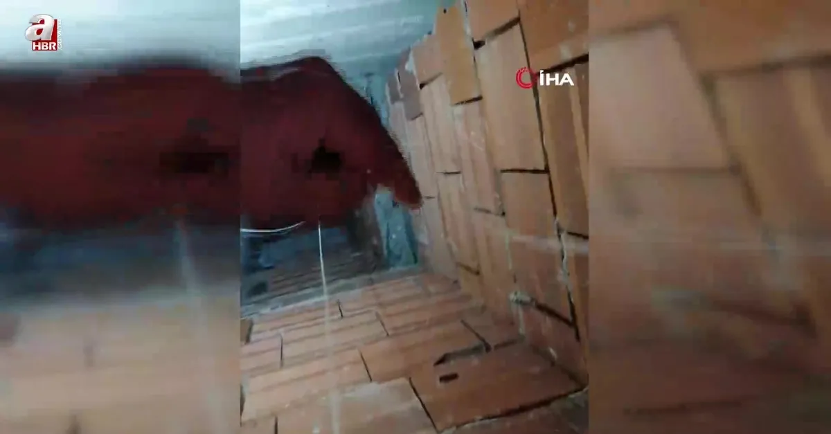 Tokat'ta balık ağıyla kuşu kurtardı